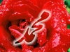 یحیی مصطفایی